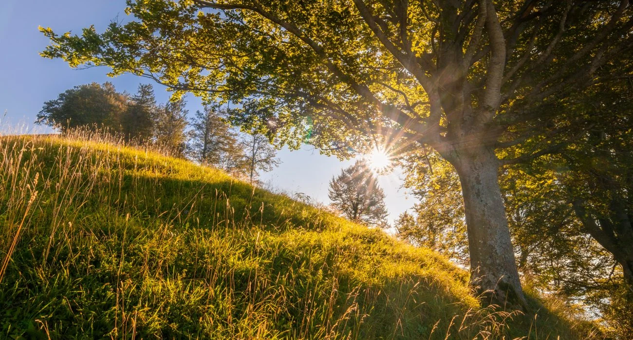 Blick durchs Fenster auf eine sonnige Wiese mit Baum